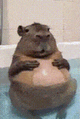 carpincho-rascándose-la-panza-capybara-scratching-its-belly.gif
