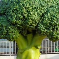 big_broccoli